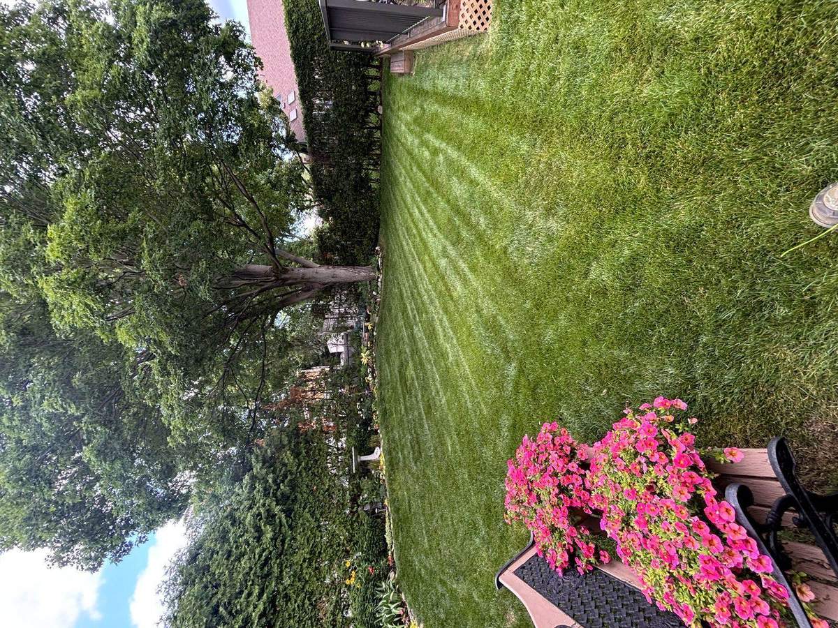 Wide striped backyard lawn in Guelph