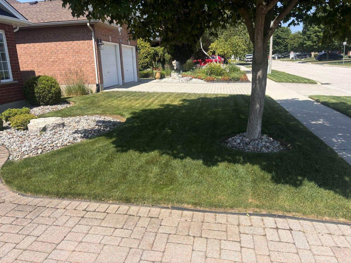 Striped front lawn under a mature tree in Guelph