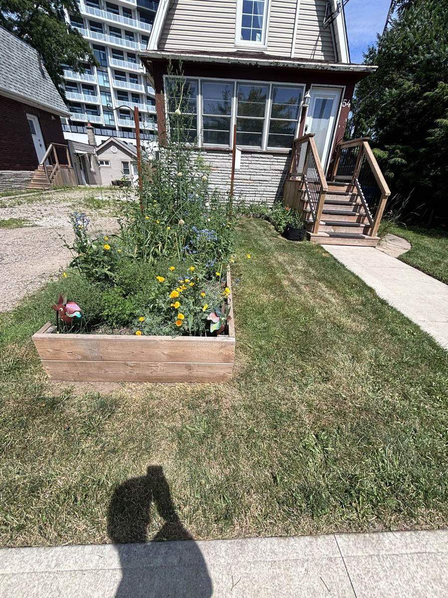 Striped Yardex client lawn in Guelph